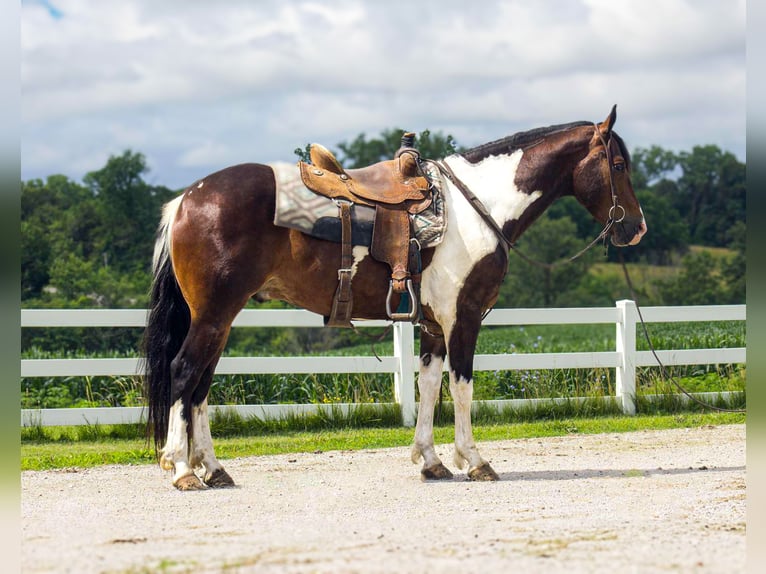 Frisone / Frisone Occidentale Castrone 5 Anni 157 cm Tobiano-tutti i colori in Bloomfield IA