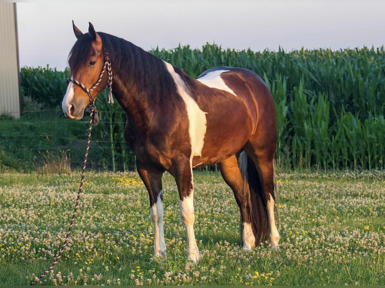 Frisone / Frisone Occidentale Castrone 5 Anni 157 cm Tobiano-tutti i colori in Bloomfield IA