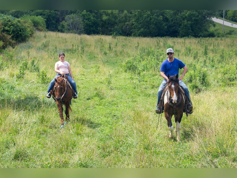 Frisone / Frisone Occidentale Castrone 5 Anni 157 cm Tobiano-tutti i colori in Bloomfield IA
