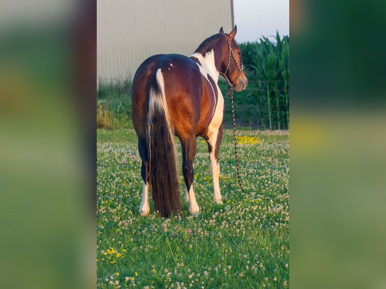 Frisone / Frisone Occidentale Castrone 5 Anni 157 cm Tobiano-tutti i colori in Bloomfield IA