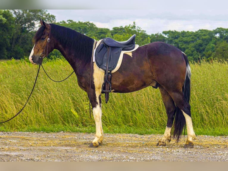 Frisone / Frisone Occidentale Castrone 5 Anni 157 cm Tobiano-tutti i colori in Bloomfield IA