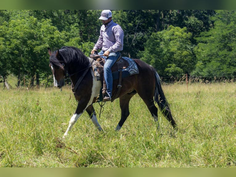 Frisone / Frisone Occidentale Castrone 5 Anni 157 cm Tobiano-tutti i colori in Bloomfield IA
