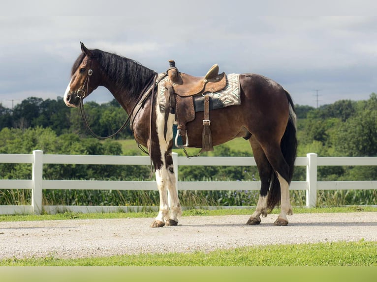 Frisone / Frisone Occidentale Castrone 5 Anni 157 cm Tobiano-tutti i colori in Bloomfield IA