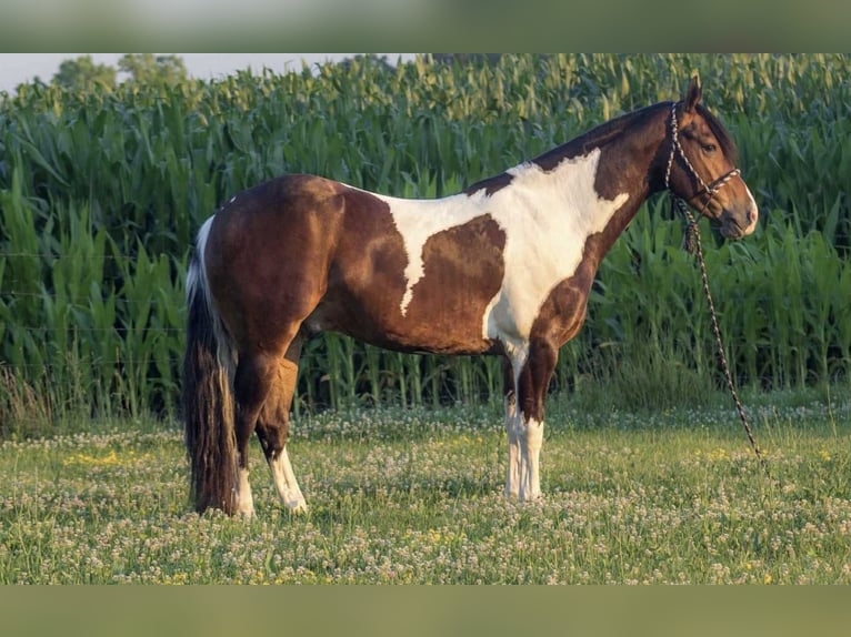 Frisone / Frisone Occidentale Castrone 5 Anni 157 cm Tobiano-tutti i colori in Bloomfield IA