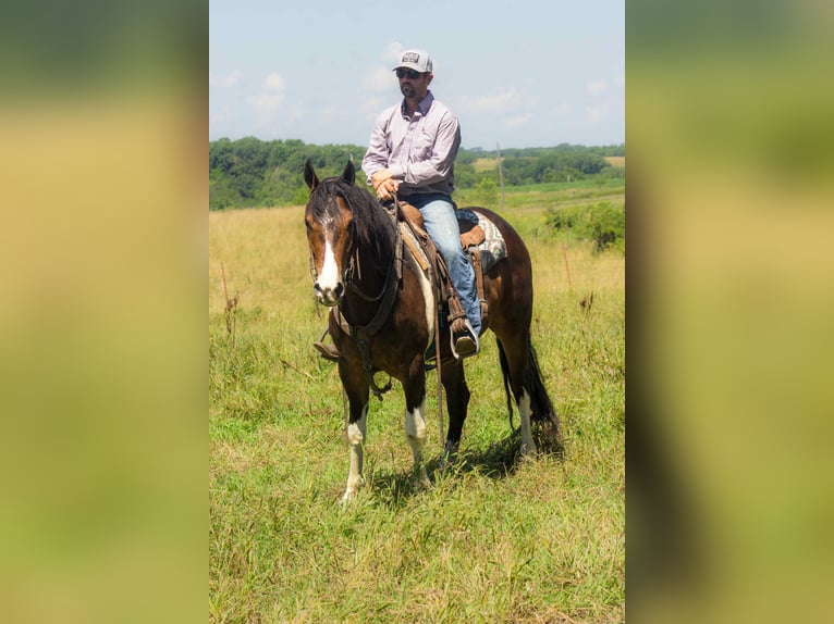 Frisone / Frisone Occidentale Castrone 5 Anni 157 cm Tobiano-tutti i colori in Bloomfield IA