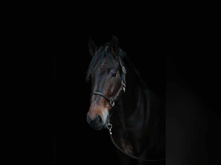 Frisone / Frisone Occidentale Mix Castrone 5 Anni 160 cm  in Moers