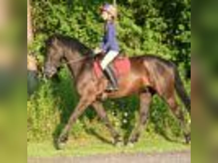 Frisone / Frisone Occidentale Castrone 5 Anni 160 cm Morello in Warsaw NY