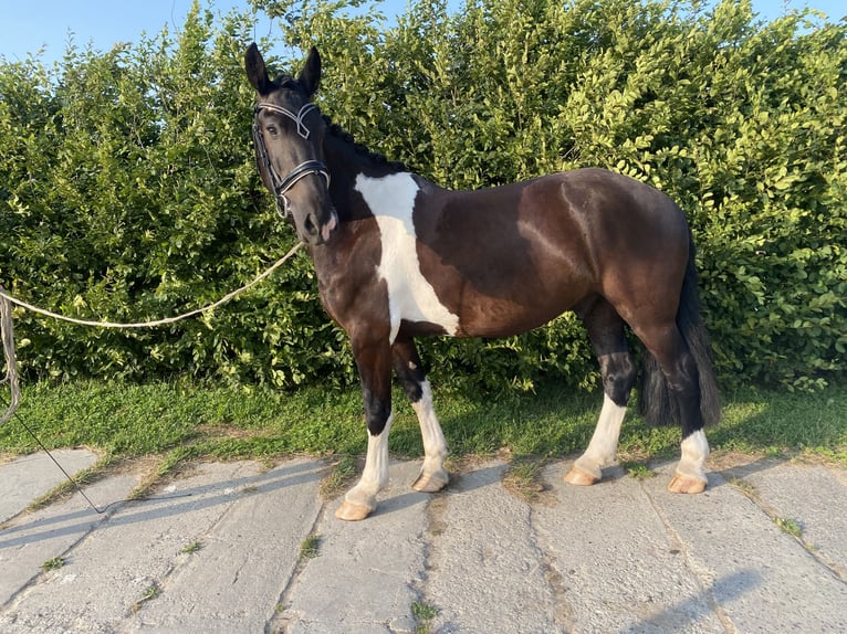 Frisone / Frisone Occidentale Mix Castrone 5 Anni 160 cm Pezzato in Bentwisch