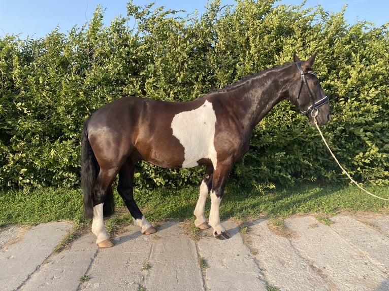 Frisone / Frisone Occidentale Mix Castrone 5 Anni 160 cm Pezzato in Bentwisch