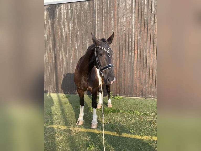Frisone / Frisone Occidentale Mix Castrone 5 Anni 160 cm Pezzato in Bentwisch