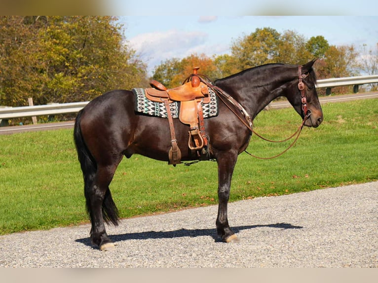 Frisone / Frisone Occidentale Castrone 5 Anni 163 cm Baio ciliegia in Fresno Frisone / Frisone Occidentale Castrone 5 Anni 163 cm Baio ciliegia in Fresno