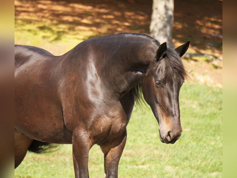 Frisone / Frisone Occidentale Castrone 5 Anni 163 cm Baio ciliegia in Fresno Frisone / Frisone Occidentale Castrone 5 Anni 163 cm Baio ciliegia in Fresno