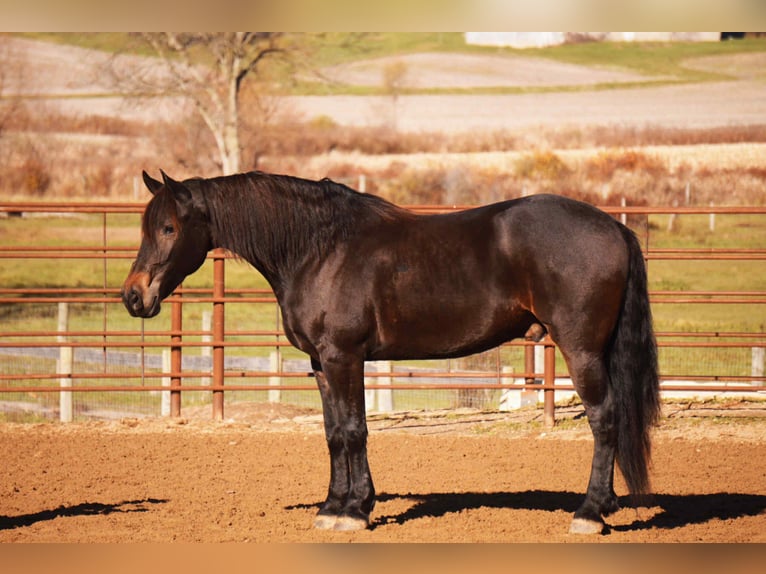 Frisone / Frisone Occidentale Mix Castrone 5 Anni 163 cm Baio ciliegia in Baltic