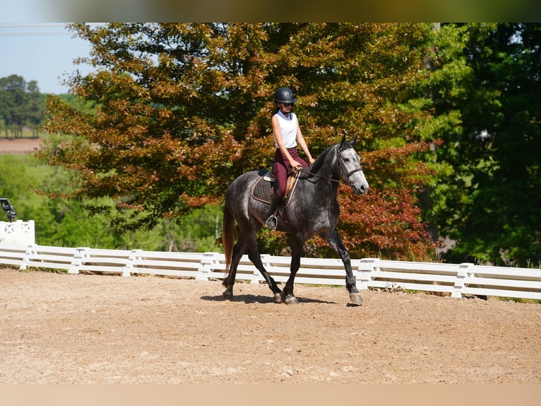 Frisone / Frisone Occidentale Mix Castrone 5 Anni 163 cm Grigio pezzato in Clover, SC