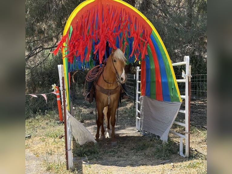 Frisone / Frisone Occidentale Castrone 5 Anni 163 cm Palomino in Paicines CA