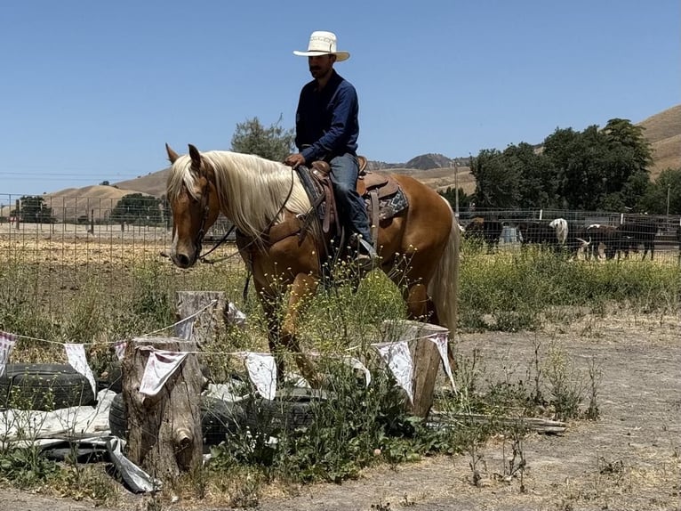 Frisone / Frisone Occidentale Castrone 5 Anni 163 cm Palomino in Paicines CA