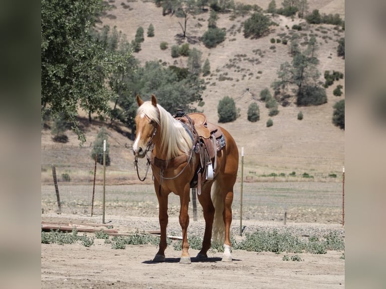 Frisone / Frisone Occidentale Castrone 5 Anni 163 cm Palomino in Paicines CA