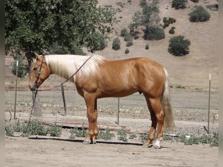 Frisone / Frisone Occidentale Castrone 5 Anni 163 cm Palomino in Paicines CA