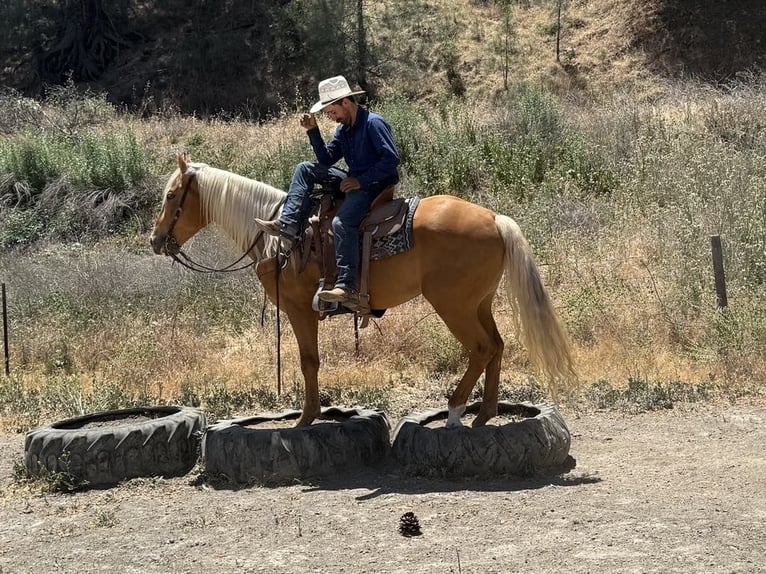 Frisone / Frisone Occidentale Castrone 5 Anni 163 cm Palomino in Paicines CA