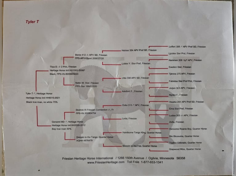 Frisone / Frisone Occidentale Castrone 5 Anni 163 cm Roano blu in Fairbank IA