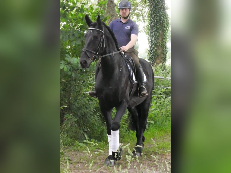 Frisone / Frisone Occidentale Mix Castrone 5 Anni 164 cm Morello in Dorsten
