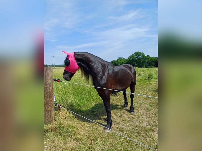 Frisone / Frisone Occidentale Mix Castrone 5 Anni 165 cm  in Flammersfeld