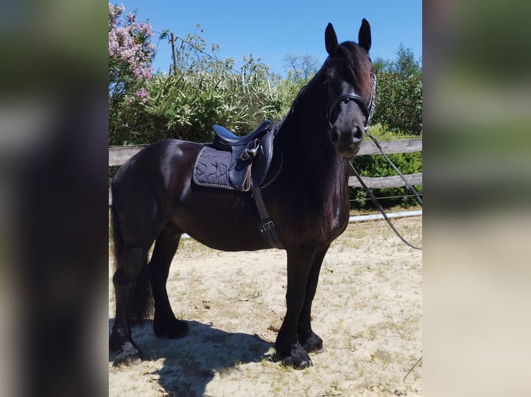 Frisone / Frisone Occidentale Mix Castrone 5 Anni 165 cm  in Flammersfeld