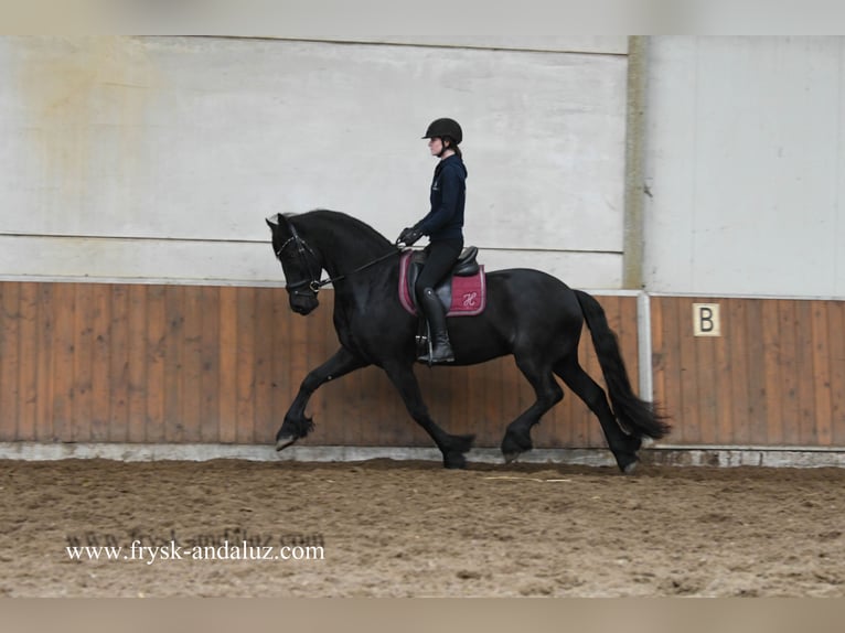 Frisone / Frisone Occidentale Castrone 5 Anni 165 cm Morello in Mijnsheerenland