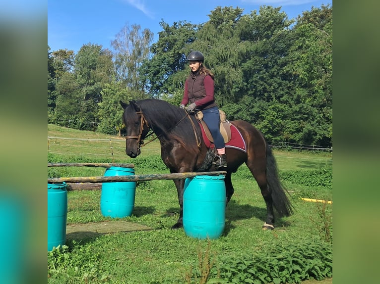 Frisone / Frisone Occidentale Castrone 5 Anni 165 cm Morello in Bayerbach