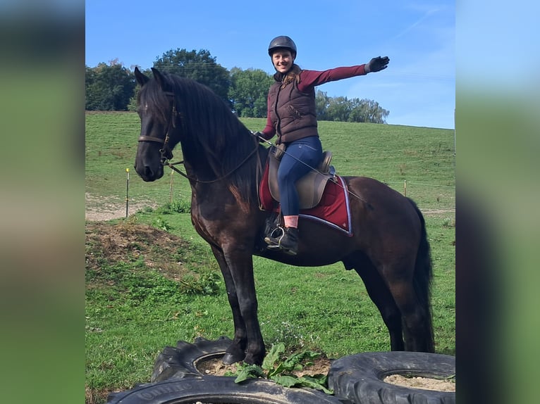Frisone / Frisone Occidentale Castrone 5 Anni 165 cm Morello in Bayerbach