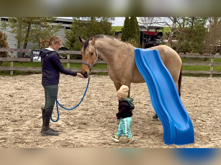 Frisone / Frisone Occidentale Mix Castrone 5 Anni 165 cm Pelle di daino in Gap