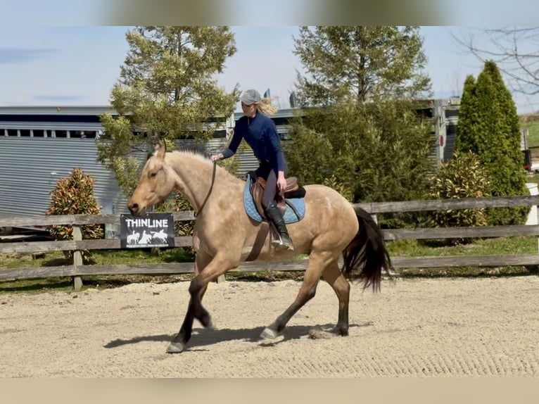 Frisone / Frisone Occidentale Mix Castrone 5 Anni 165 cm Pelle di daino in Gap