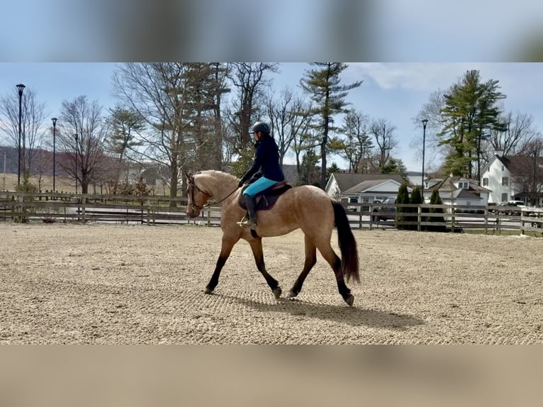 Frisone / Frisone Occidentale Mix Castrone 5 Anni 165 cm Pelle di daino in Gap