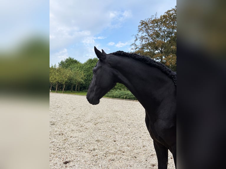 Frisone / Frisone Occidentale Castrone 5 Anni 166 cm Morello in Nispen