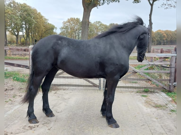 Frisone / Frisone Occidentale Castrone 5 Anni 167 cm Morello in Wouwse Plantage