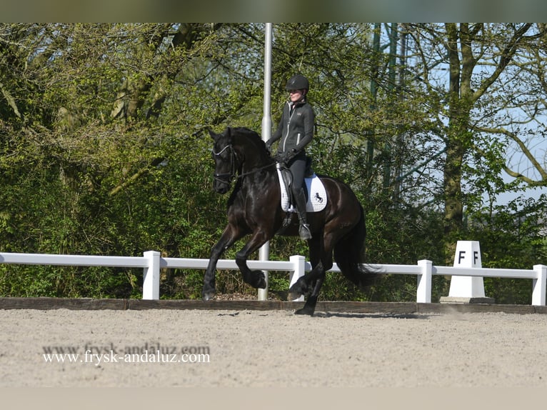 Frisone / Frisone Occidentale Castrone 5 Anni 167 cm Morello in Mijnsheerenland