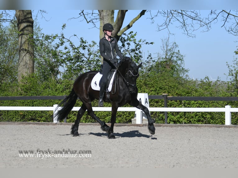Frisone / Frisone Occidentale Castrone 5 Anni 167 cm Morello in Mijnsheerenland