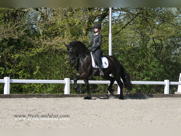 Frisone / Frisone Occidentale Castrone 5 Anni 167 cm Morello in Mijnsheerenland