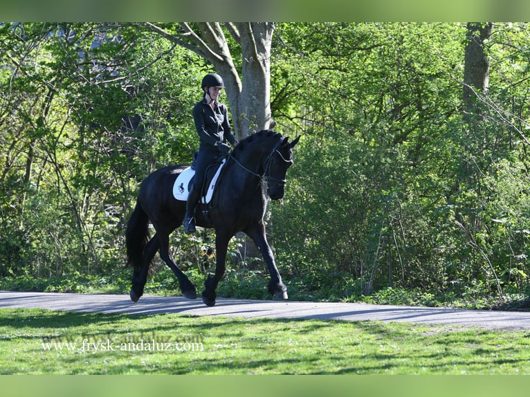 Frisone / Frisone Occidentale Castrone 5 Anni 167 cm Morello in Mijnsheerenland