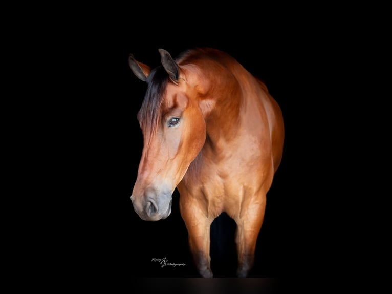 Frisone / Frisone Occidentale Castrone 5 Anni 168 cm Baio ciliegia in Fairbank