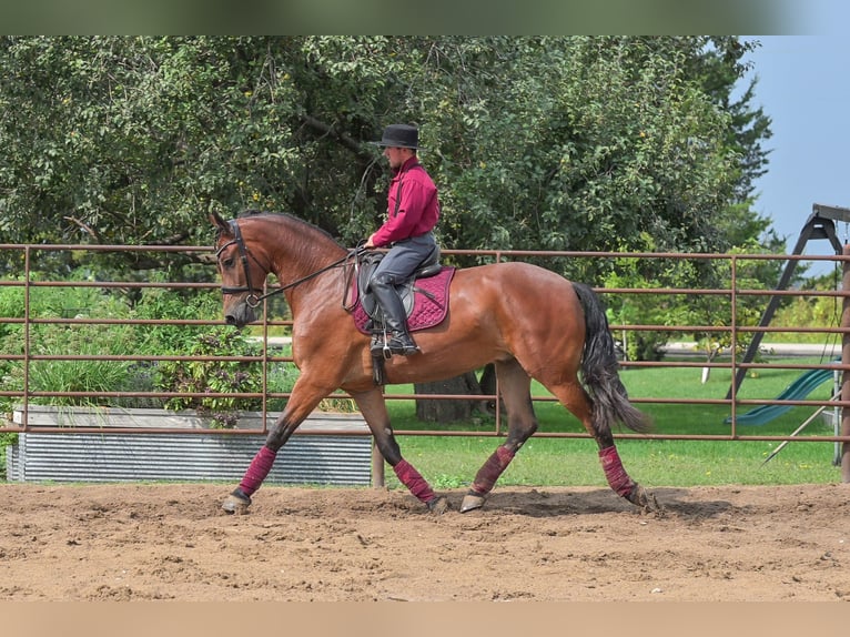 Frisone / Frisone Occidentale Castrone 5 Anni 168 cm Baio ciliegia in Fairbank IA