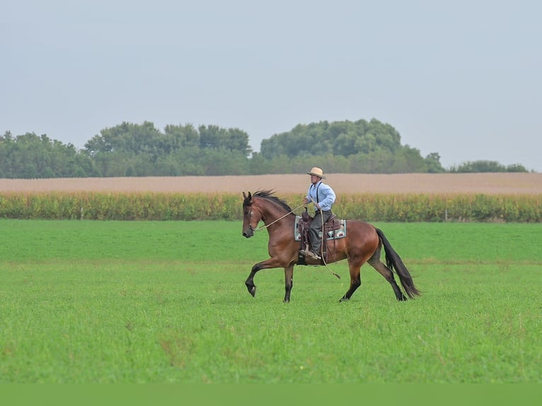 Frisone / Frisone Occidentale Castrone 5 Anni 168 cm Baio ciliegia in Fairbank IA