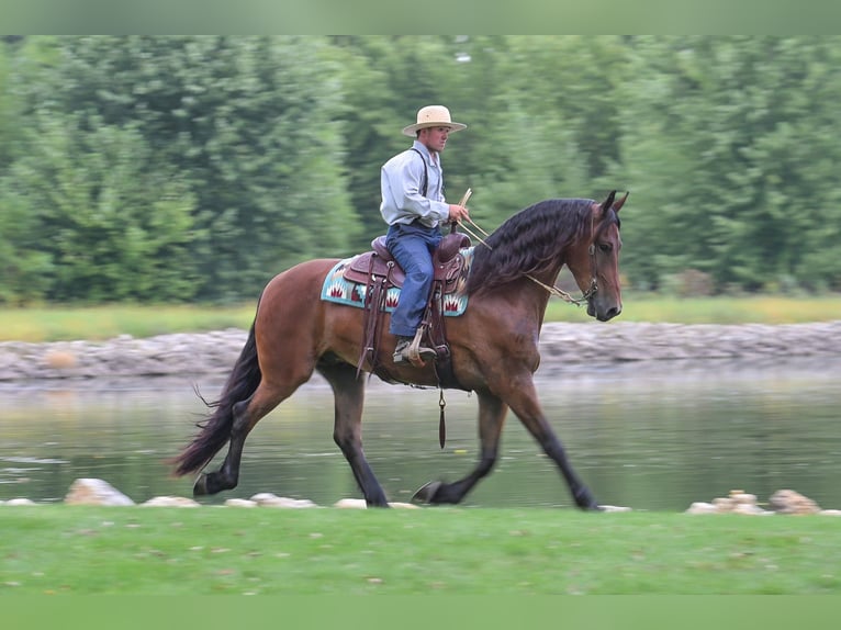 Frisone / Frisone Occidentale Castrone 5 Anni 168 cm Baio ciliegia in Fairbank IA