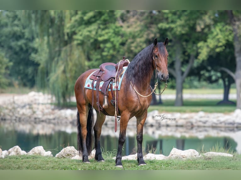 Frisone / Frisone Occidentale Castrone 5 Anni 168 cm Baio ciliegia in Fairbank IA