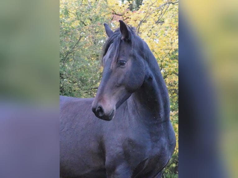 Frisone / Frisone Occidentale Mix Castrone 5 Anni 168 cm Baio nero in Brüssow