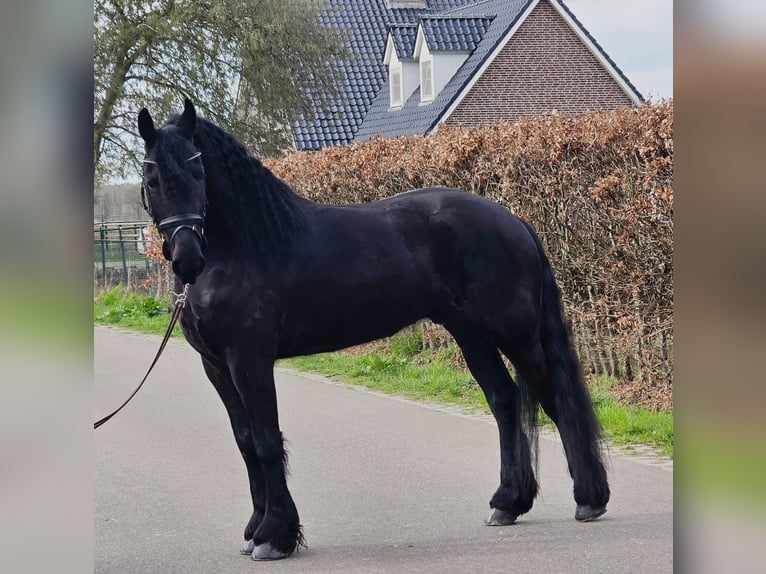 Frisone / Frisone Occidentale Castrone 5 Anni 168 cm Morello in Someren