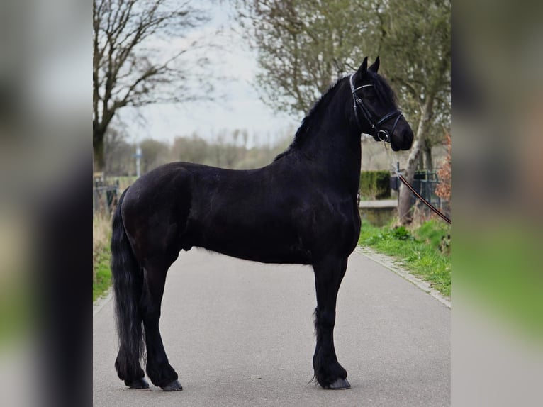 Frisone / Frisone Occidentale Castrone 5 Anni 168 cm Morello in Someren