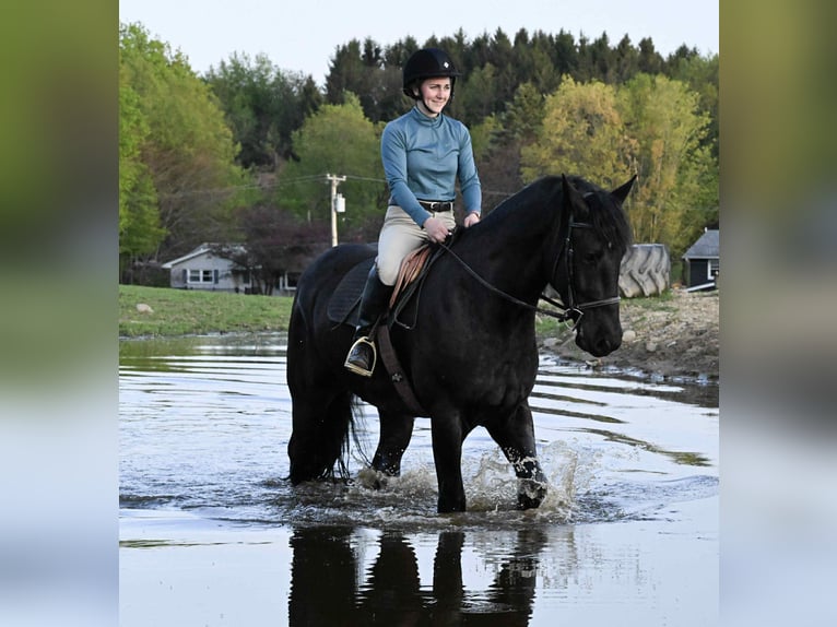 Frisone / Frisone Occidentale Castrone 5 Anni 168 cm Morello in Warsaw, NY