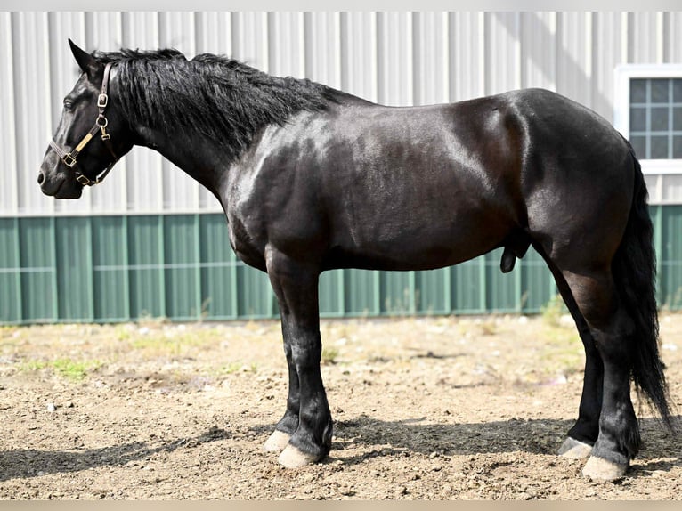 Frisone / Frisone Occidentale Castrone 5 Anni 168 cm Morello in Warsaw, NY