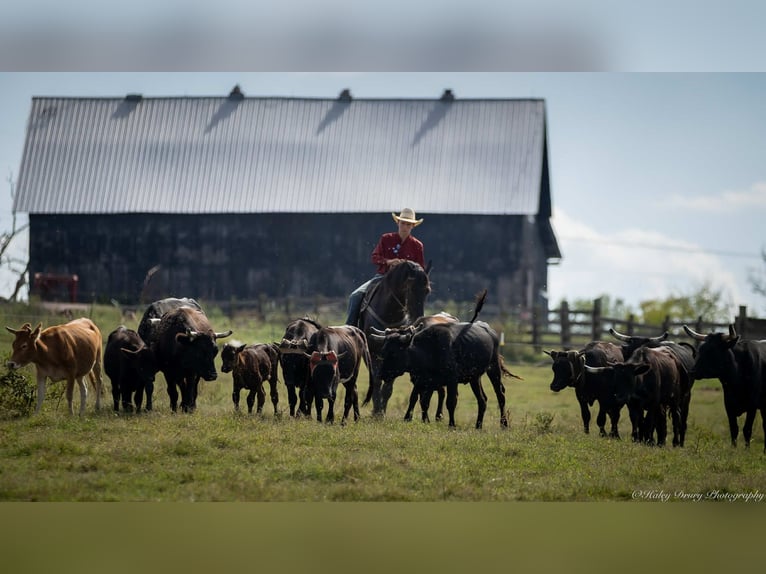 Frisone / Frisone Occidentale Mix Castrone 5 Anni 170 cm Morello in Auburn, KY